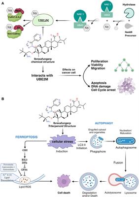 Repurposing therapy of ibrexafungerp vulvovaginal candidiasis drugs as cancer therapeutics